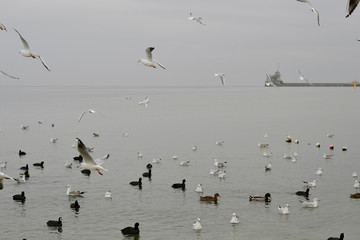 Flock of gulls, ducks, swans and doves on a cloudy day on the black sea coast 