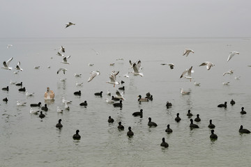 Flock of gulls, ducks, swans and doves on a cloudy day on the black sea coast 