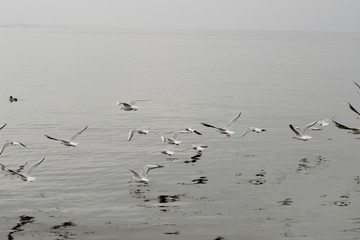 Flock of gulls, ducks, swans and doves on a cloudy day on the black sea coast 
