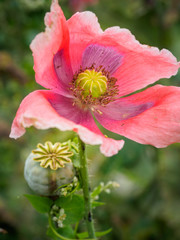 Gray poppy on a field in the Waldviertel, Austria, close to harvest