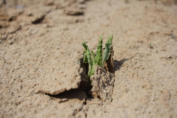 the growing plant broke through the ground breaks through a thick layer of soil sprouted in the spring
