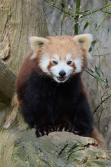 red panda
