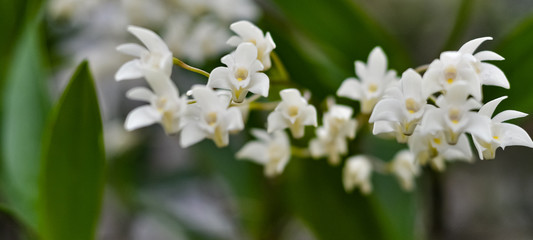 small white flowers of orchid