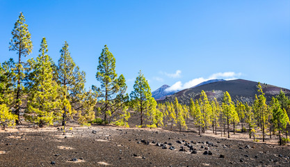 lime green fir trees growing in front of Mount Teide Volcano shrouded in cloud with peak showing in Tenerife, Spain