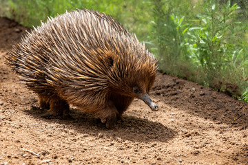 Close up of  spiny scurrying Echidna in Australia