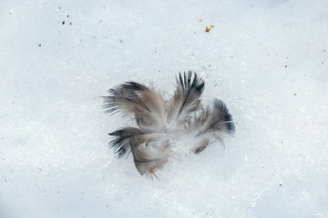 bird feathers on bluish glistening snow.