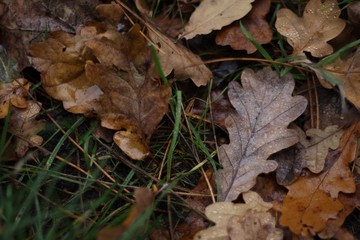 Autumn oak leaves on grass