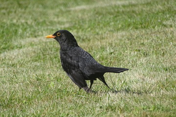 Amsel kurz vorm Start im Garten