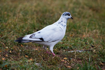 White pigeon posing on grass background 