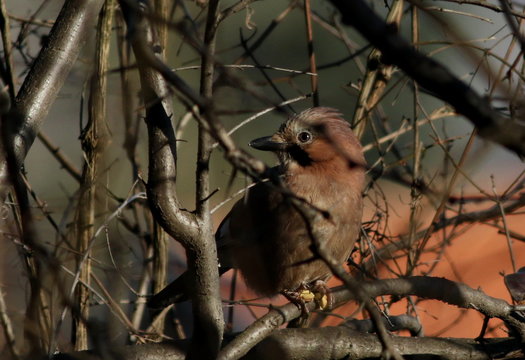 Eurasian Jay on branch, Garulus glandarius