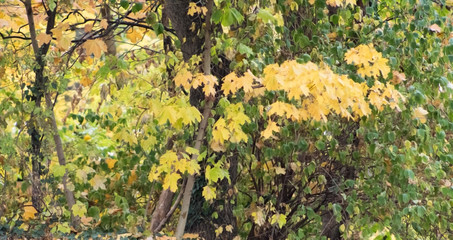 Yellow leaves during the autumn 