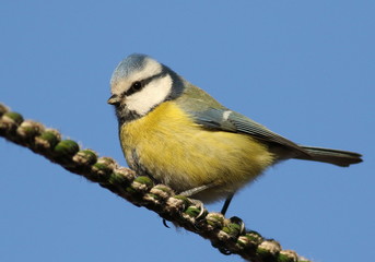 Obraz premium Eurasian blue tit, Cyanistes caeruleus