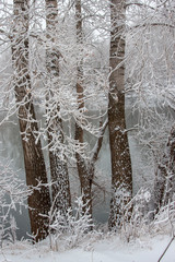 Trees and bushes growing on the banks of the river are covered with hoarfrost. Snowfall.