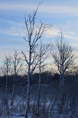 Fototapeta na wymiar Winter day in the wetland