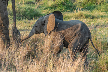 bebe éléphant