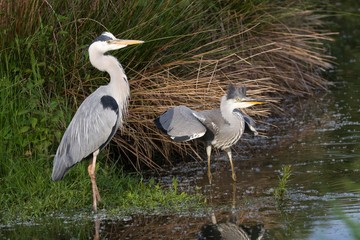 Graureiher im Wasser 27