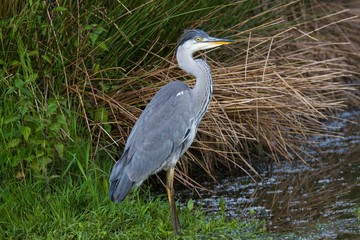 Graureiher im Wasser 38