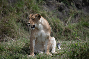 Lioness
