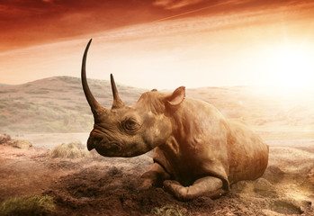 rhino in serengeti tanzania africa © XtravaganT