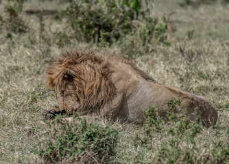 Fototapeta na wymiar Lion awakening