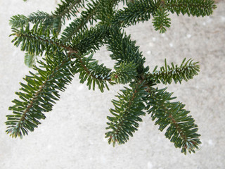 Christmas Fir tree brunch textured Background. Fluffy pine tree brunch close up. Green spruce stock...