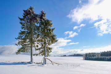 Beautiful snowy winter landscape with lonely trees