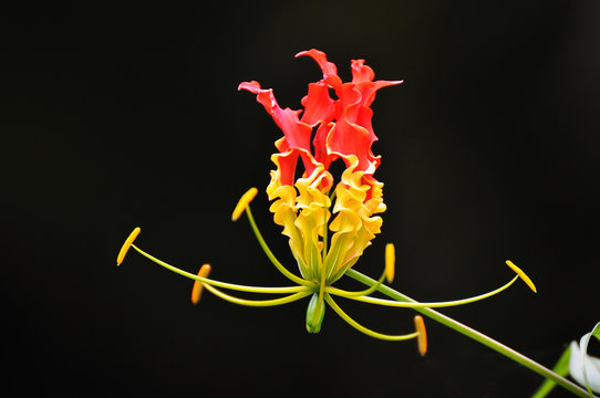 Fire lily, gloriosa lily. Gloriosa superba, Colchicaceae. Sri Lanka