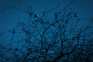 Many beautiful sparrows in the tree on clear sky background Toned in color of the year 2020 classic blue