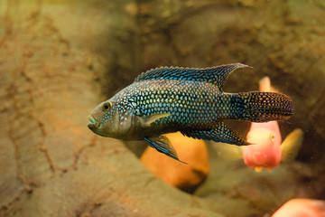 Tropical Exotic Aquarium fish close-up.