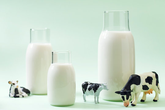 Milk and dairy cows