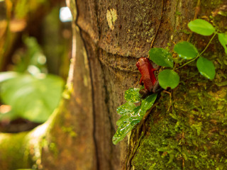 Wanderung durch den Regenwald von Costa Rica bei Boca Tapada.