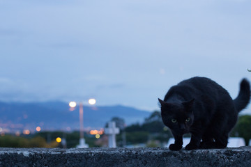 Black cat with cementery in the back © Ericka