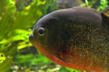 piranha fish in aquarium