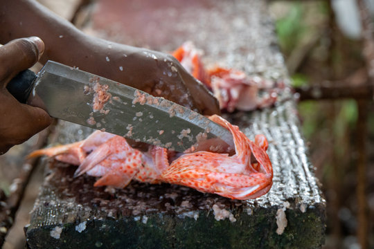 Cleaning fish on a tropical beach