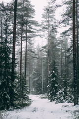 Winter forest with fog and first snow