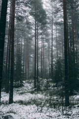 Winter forest with fog and first snow