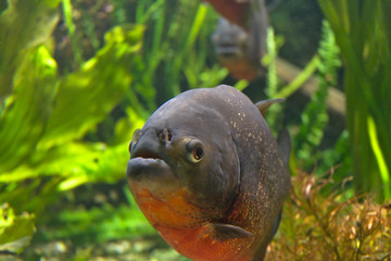 piranha fish in aquarium