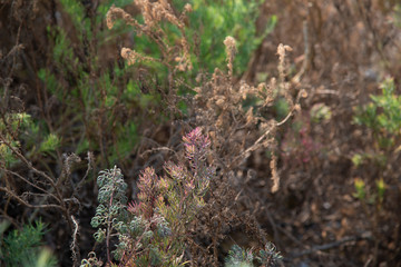 Thailand green salt Sueda maritima