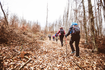 Obraz premium aktywni trekkingi po lesie