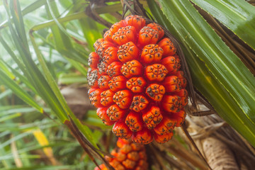 Beautiful tropical plant Pandanus tectorius at Thailand.
