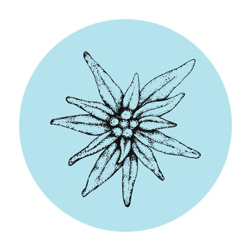 Vector illustration with edelweiss flower black hand drawn on blue background. A simple icon for a logo. Leontopodium alpinum traditional Bavarian and Alps and also mountain alpinism symbol