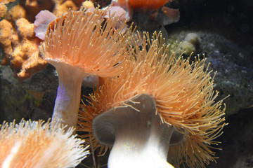sea anemone in saltwater aquarium reef