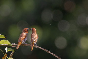 Scaly-breasted munia