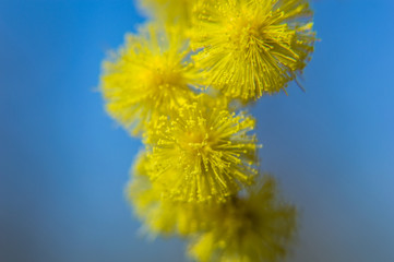 Obraz premium Mimosa ingrandita