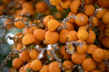 Fruit tree typical of southern Brazil butia