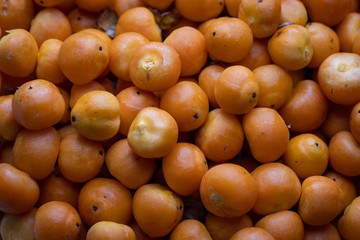 Fruit tree typical of southern Brazil butia
