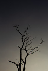 Fototapeta na wymiar Tree with no leaves against sky background in Masinagudi, Mudumalai National Park, Tamil Nadu - Karnataka State border, India. Tree silhouette against sky background.