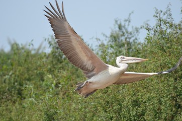 Pelikan im Prek Toal Nationalpark, Kambodscha