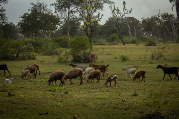 Sheeps and goats grazing along the forest area in Masinagudi, Mudumalai National Park, Tamil Nadu -...