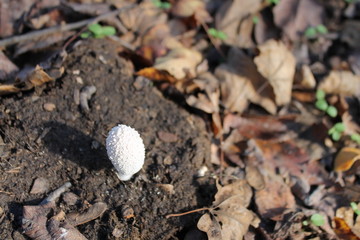mushroom white autumn forest nature